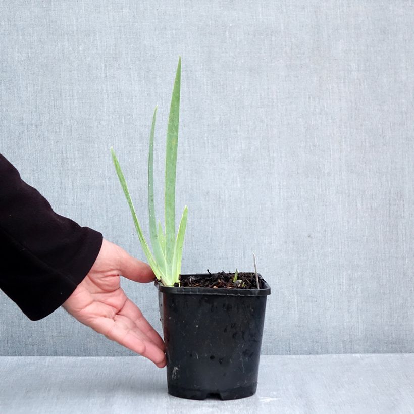 Ejemplar de Iris germanica Natchez Trace Maceta 1,5L/2L entregado en otoño
