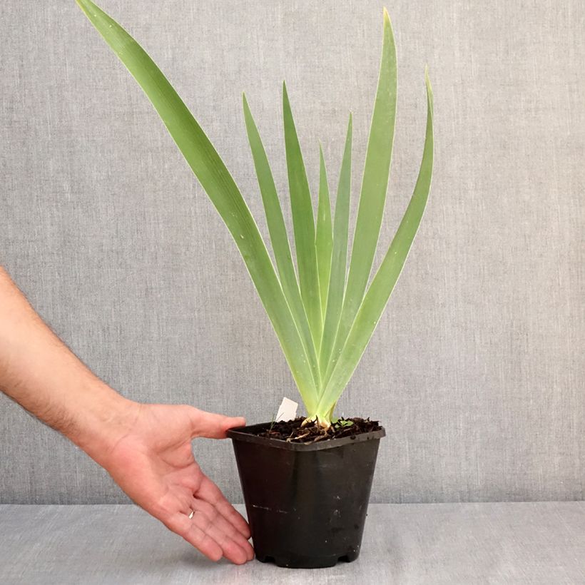 Ejemplar de Iris germanica Natchez Trace Maceta 1,5L/2L entregado en verano
