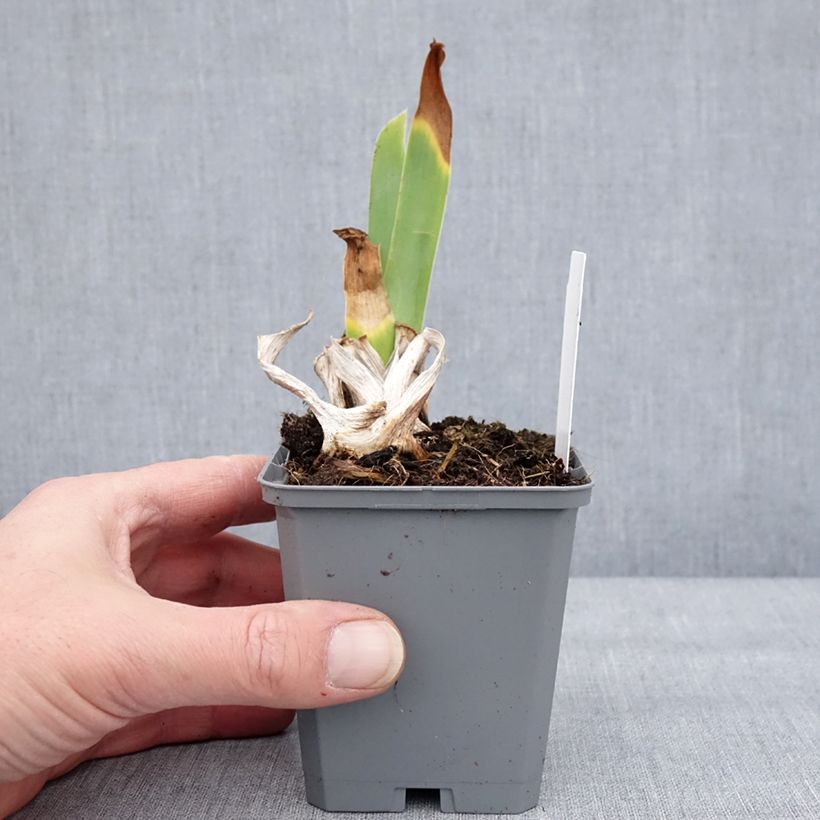 Iris germanica Natchez Trace Maceta de 8/9 cm Ejemplar entregado en invierno