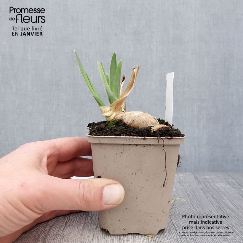 Iris germanica Noctambule Maceta de 8/9 cm Ejemplar entregado en invierno