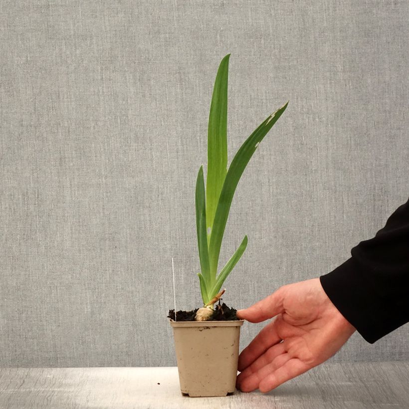 Iris germanica Noctambule Maceta de 8/9 cm Ejemplar entregado en la primavera