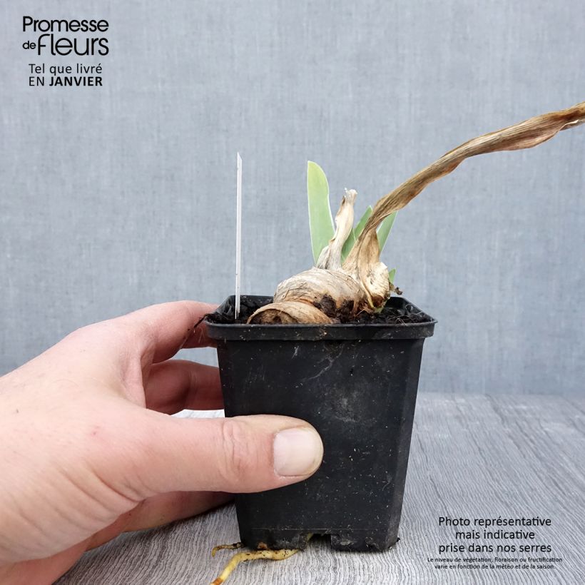 Iris germanica Oh! Susannah Maceta de 8/9 cm Ejemplar entregado en invierno