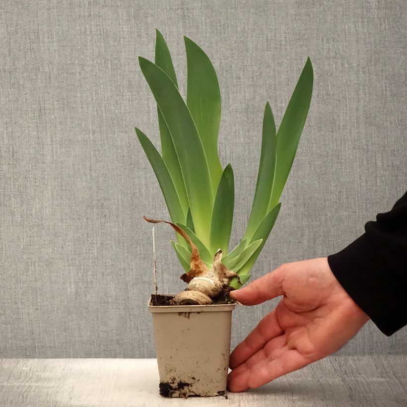 Iris germanica Oh! Susannah Maceta de 8/9 cm Ejemplar entregado en la primavera