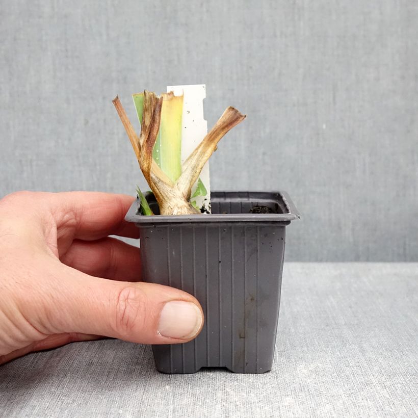 Ejemplar de Iris germanica Ola Kala Maceta de 8/9 cm entregado en otoño