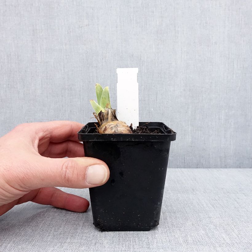 Iris germanica On The Move Maceta de 8/9 cm Ejemplar entregado en invierno