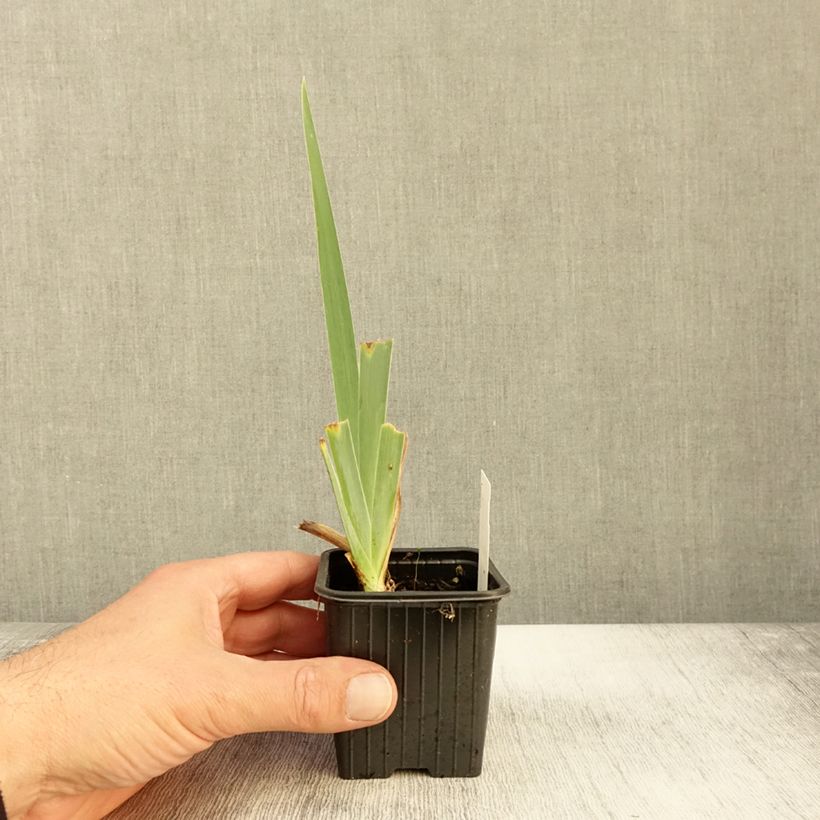 Ejemplar de Iris germanica Peach Frost Maceta de 8/9 cm entregado en otoño