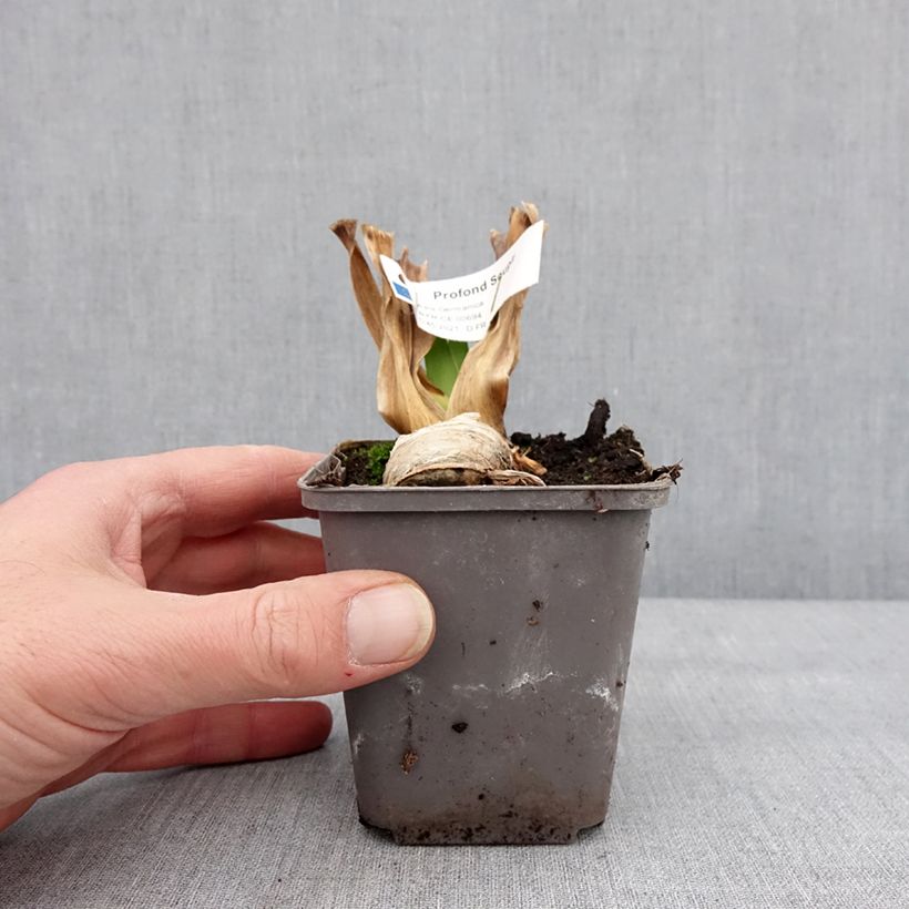 Iris germanica Profond Soupir Maceta de 8/9 cm Ejemplar entregado en invierno