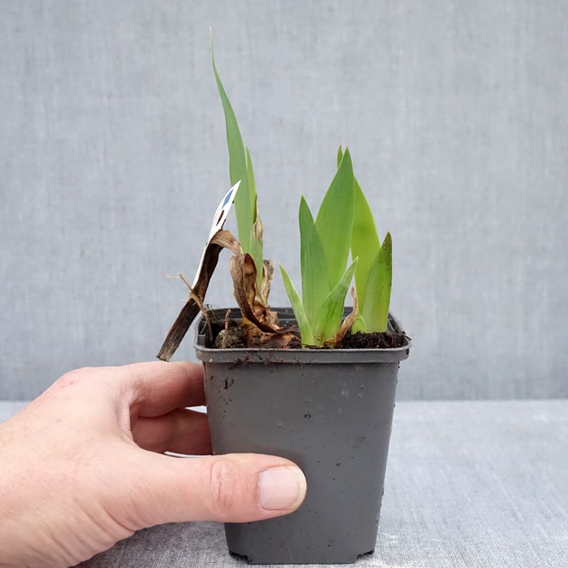 Iris germanica Provençal Maceta de 8/9 cm Ejemplar entregado en invierno