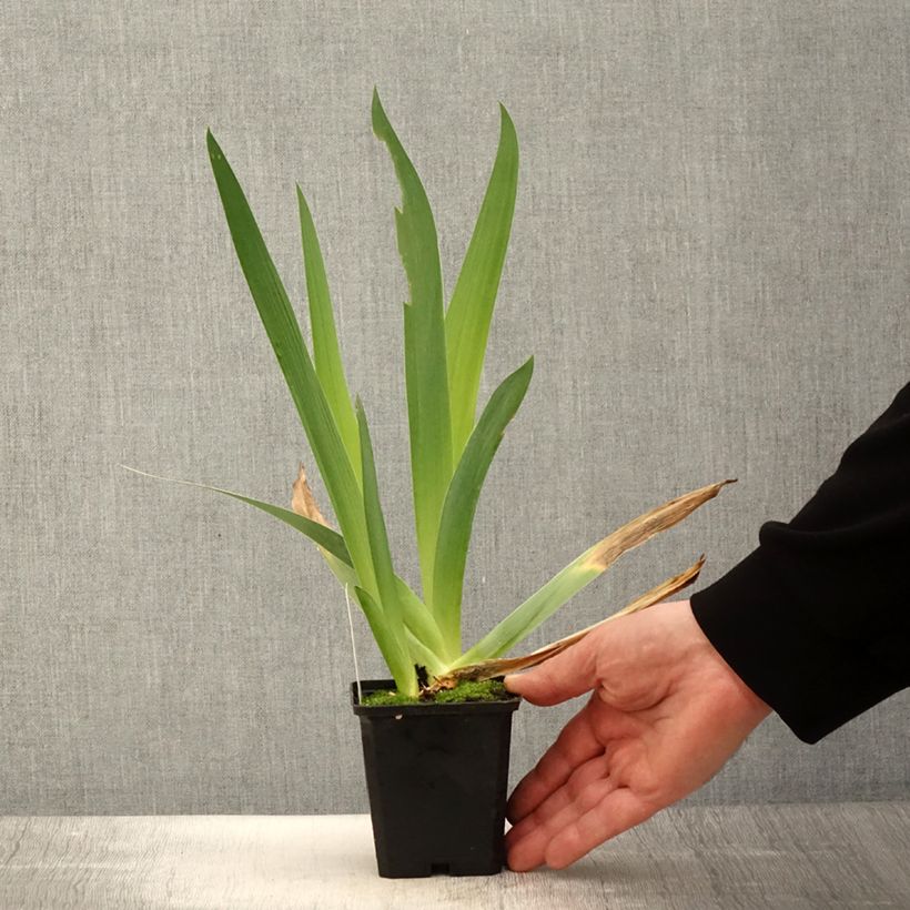 Iris germanica Qualified Maceta de 8/9 cm Ejemplar entregado en la primavera
