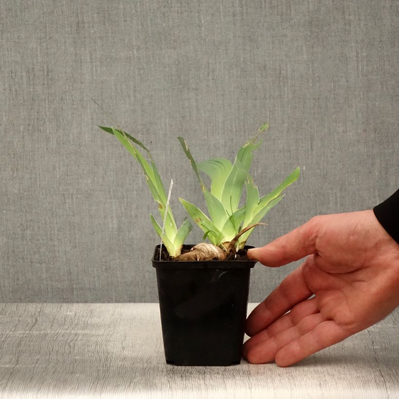 Iris germanica Ré la Blanche Maceta de 8/9 cm Ejemplar entregado en la primavera