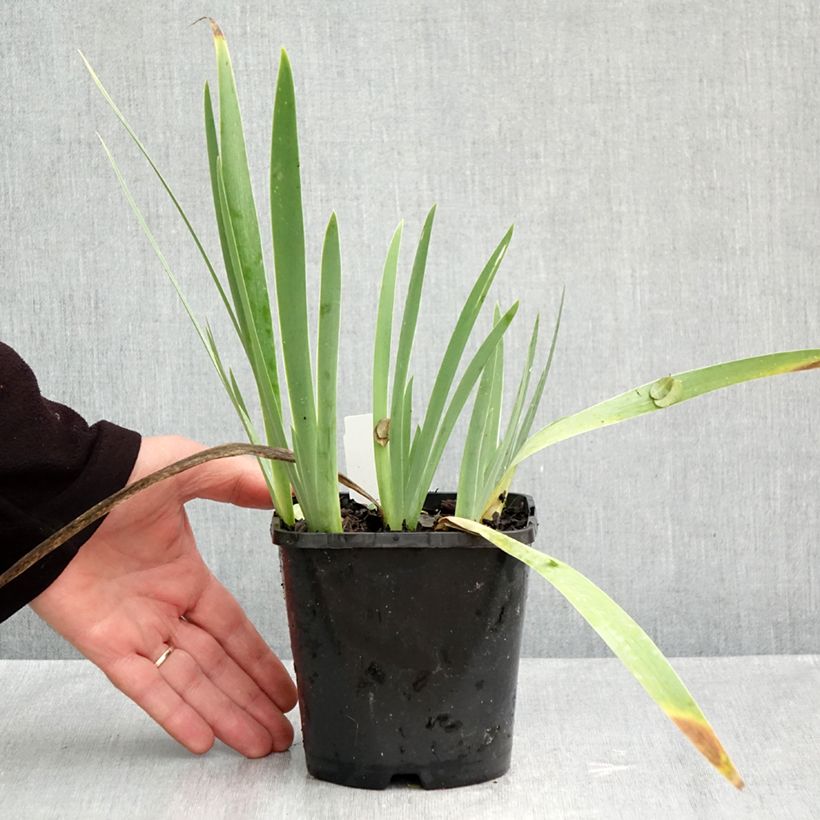 Ejemplar de Iris germanica Red Orchid Maceta 1,5L/2L entregado en otoño