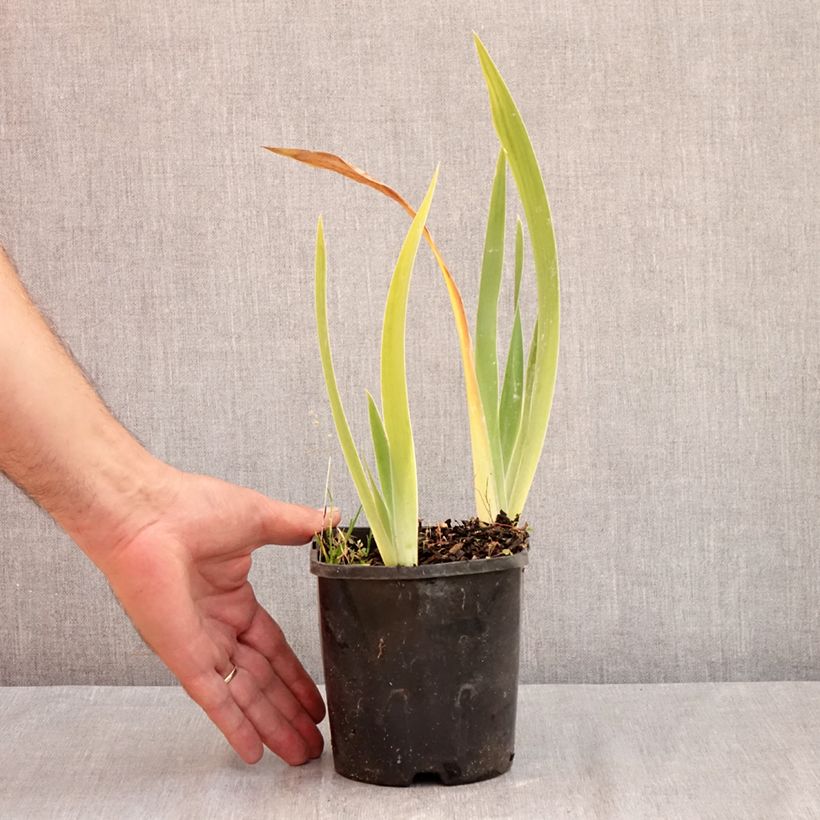 Ejemplar de Iris germanica Red Orchid Maceta 1,5L/2L entregado en verano