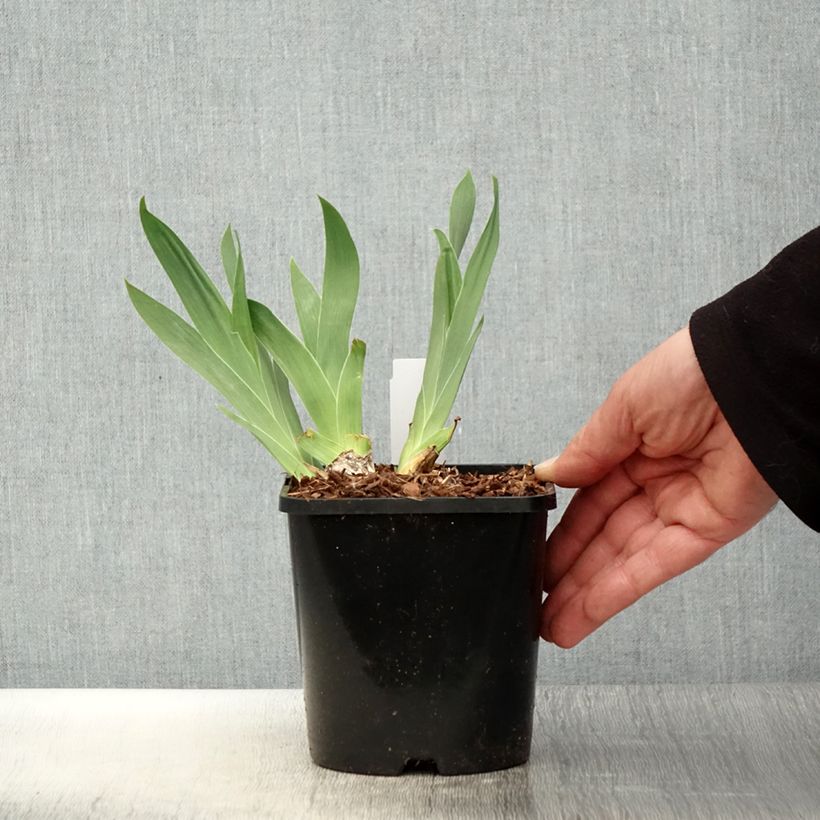 Iris germanica Red Orchid Maceta 1,5L/2L Ejemplar entregado en la primavera