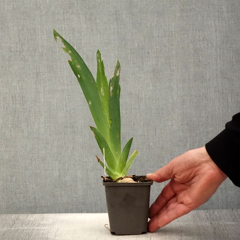 Iris germanica Ring Around Rosie Maceta de 8/9 cm Ejemplar entregado en la primavera