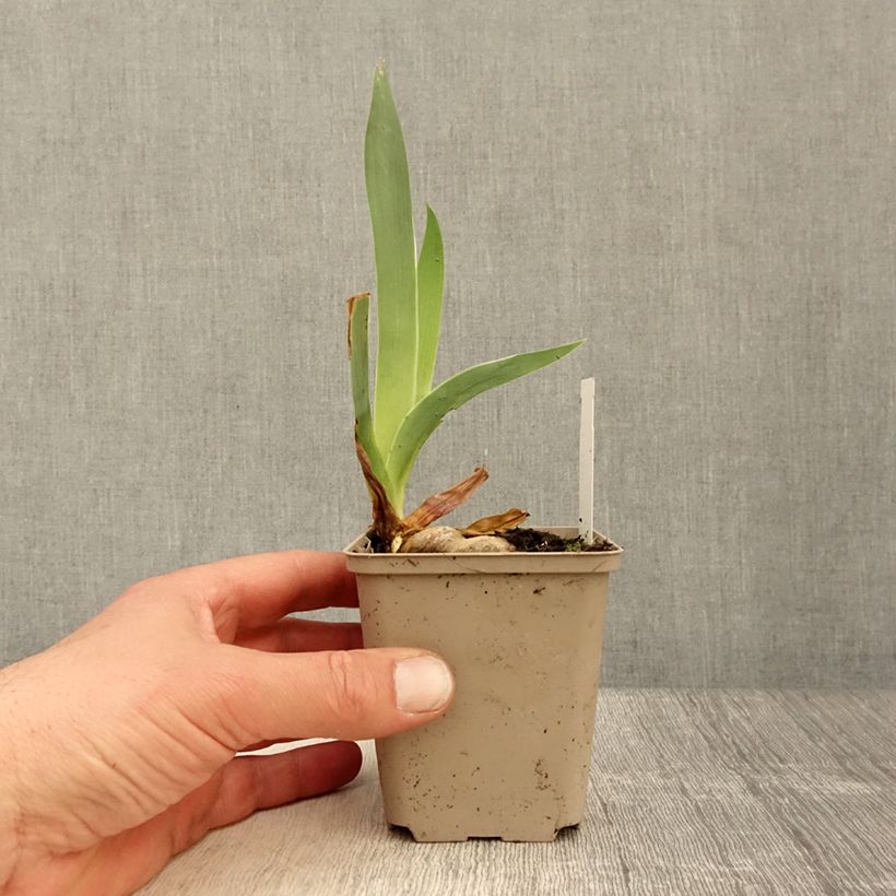 Iris germanica Rio de Oro Maceta de 8/9 cm Ejemplar entregado en la primavera