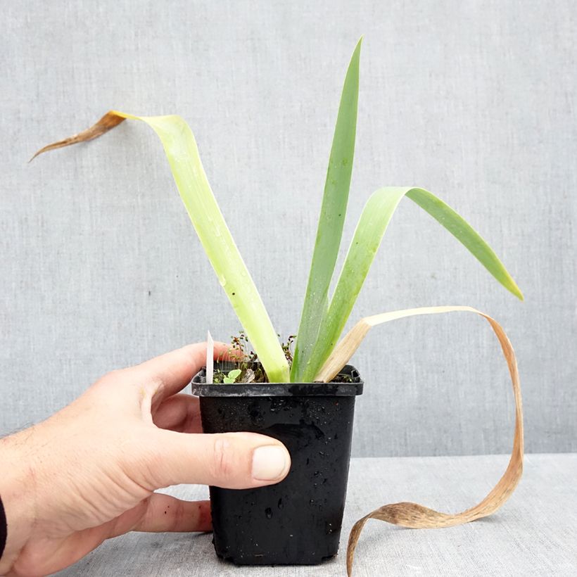 Ejemplar de Iris germanica Rose de Perse - Lirio azul Maceta de 8/9 cm entregado en otoño