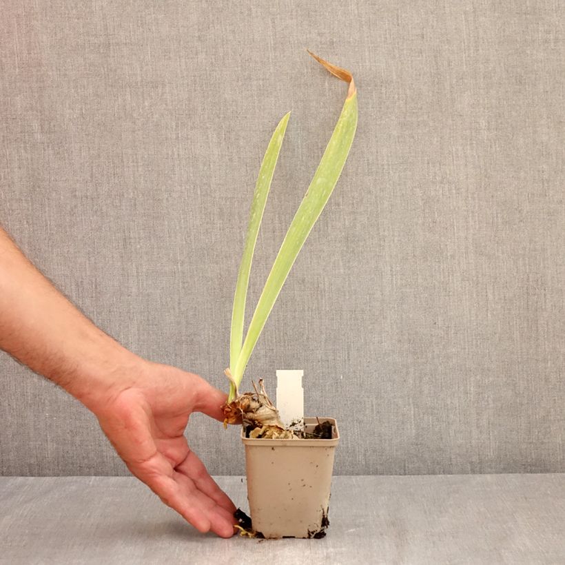 Ejemplar de Iris germanica Rouge de Plaisir Maceta de 8/9 cm entregado en verano