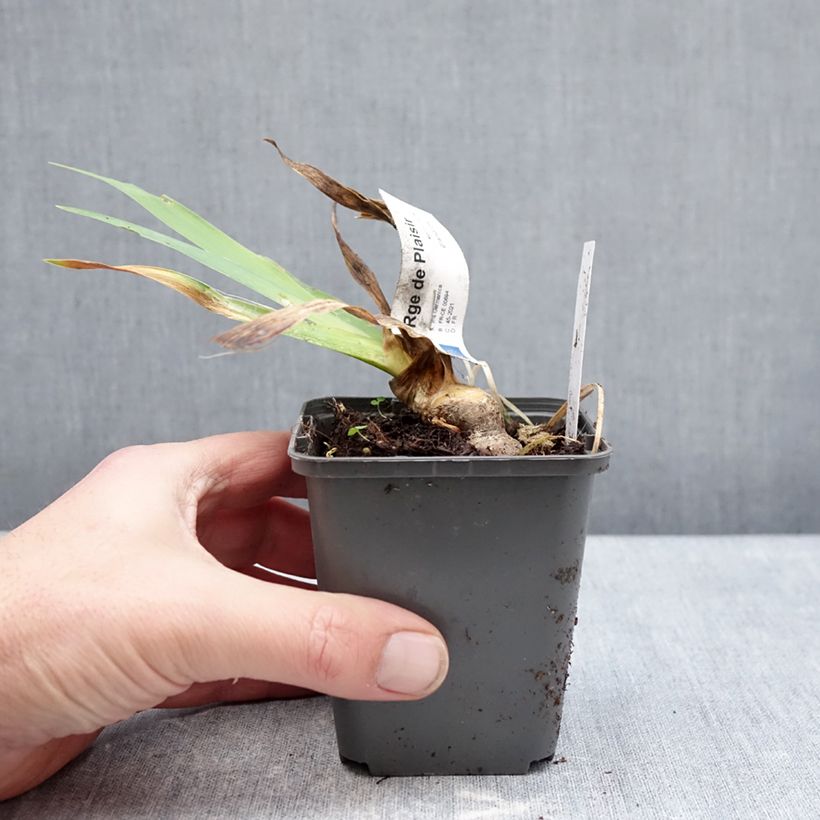 Iris germanica Rouge de Plaisir Maceta de 8/9 cm Ejemplar entregado en invierno