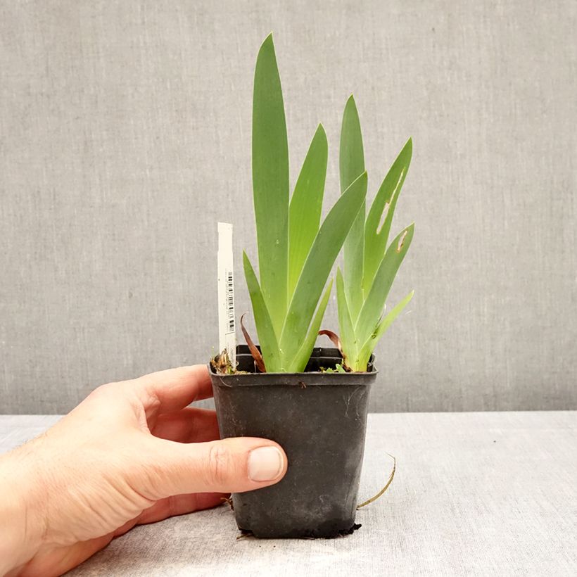 Iris germanica Rouge de Plaisir Maceta de 8/9 cm Ejemplar entregado en la primavera