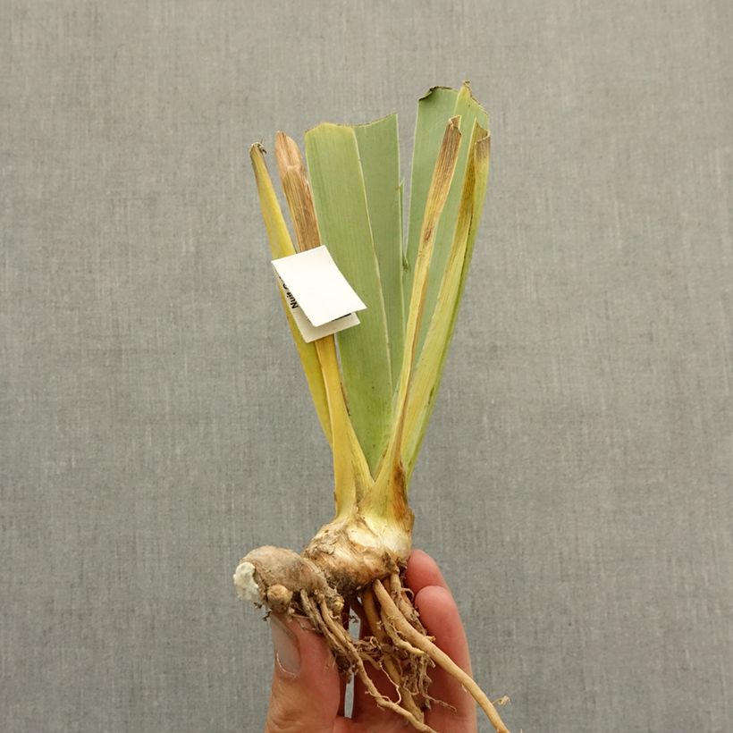Iris germanica Sacrée Gralée Rizoma Ejemplar entregado en invierno