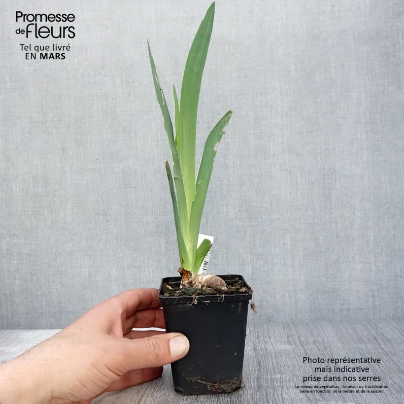 Iris germanica Saturn Maceta de 8/9 cm Ejemplar entregado en la primavera