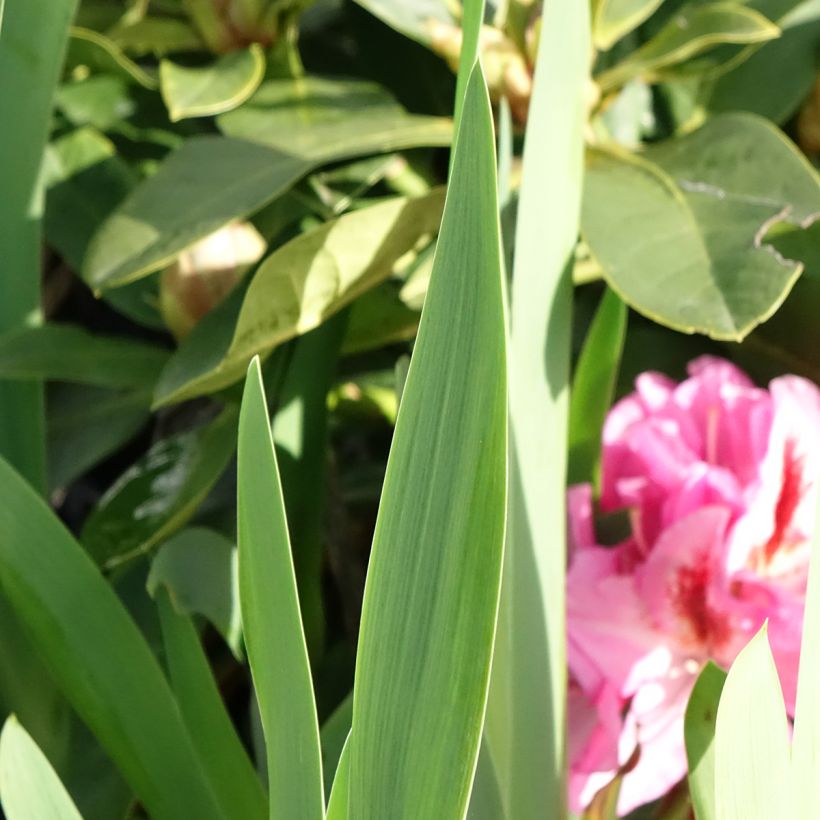 Iris germanica Sharp Dressed Man - Lirio azul (Follaje)