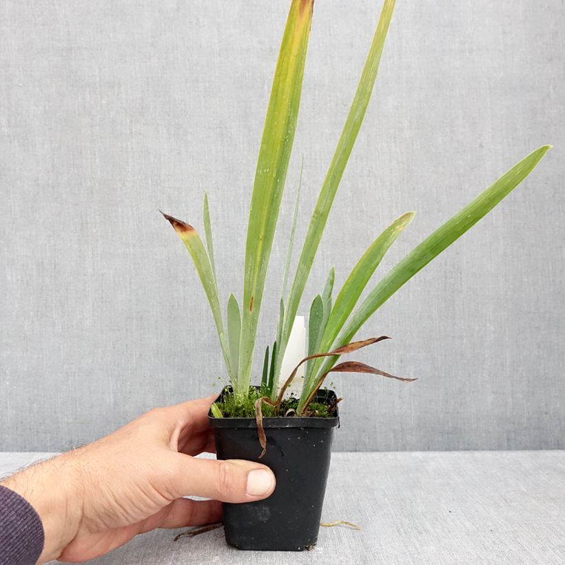Ejemplar de Iris germanica Sharp Dressed Man - Lirio azul Maceta de 8/9 cm entregado en otoño