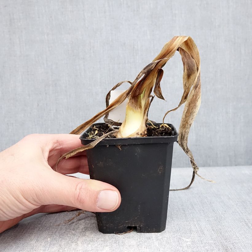 Iris germanica Sharp Dressed Man - Lirio azul Maceta de 8/9 cm Ejemplar entregado en invierno