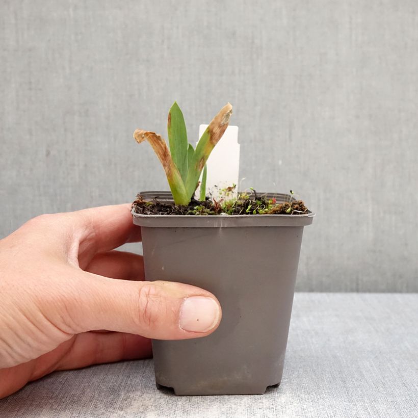 Iris germanica Sharp Dressed Man - Lirio azul Maceta de 8/9 cm Ejemplar entregado en la primavera