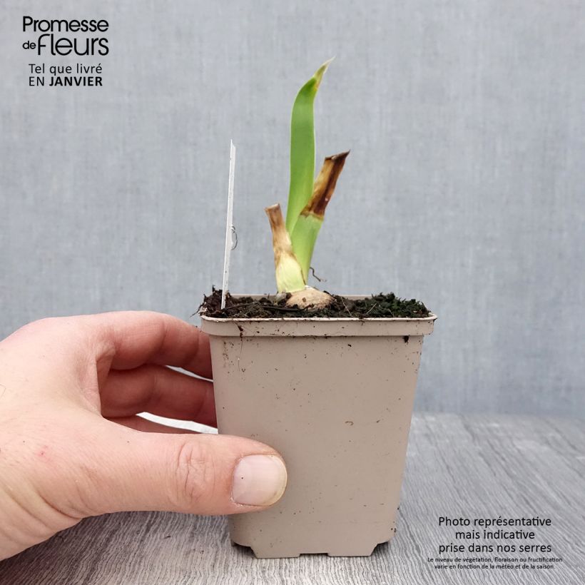 Iris germanica Sharper Image Maceta de 8/9 cm Ejemplar entregado en invierno