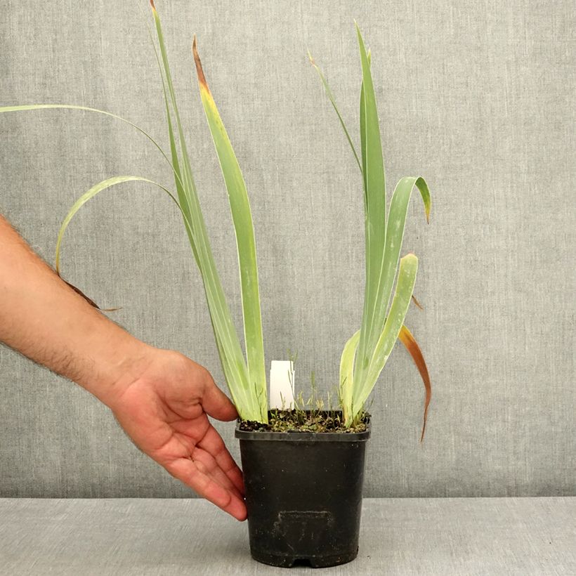 Ejemplar de Iris germanica Siva Siva Maceta 1,5L/2L entregado en verano