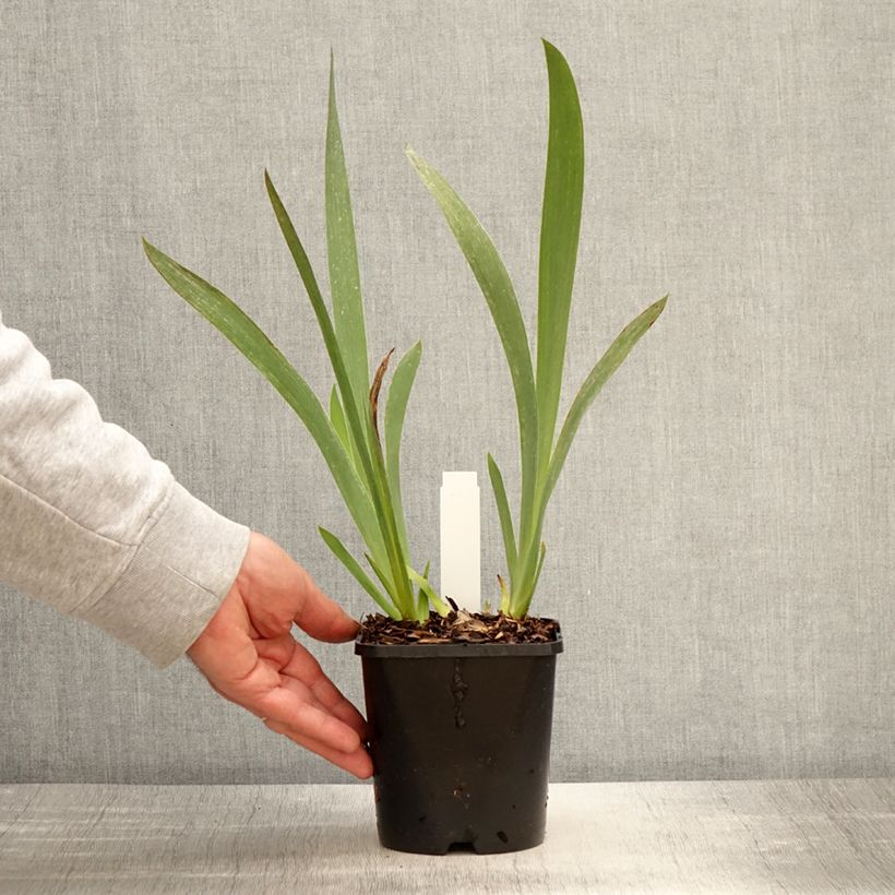 Iris germanica Siva Siva Maceta 1,5L/2L Ejemplar entregado en la primavera