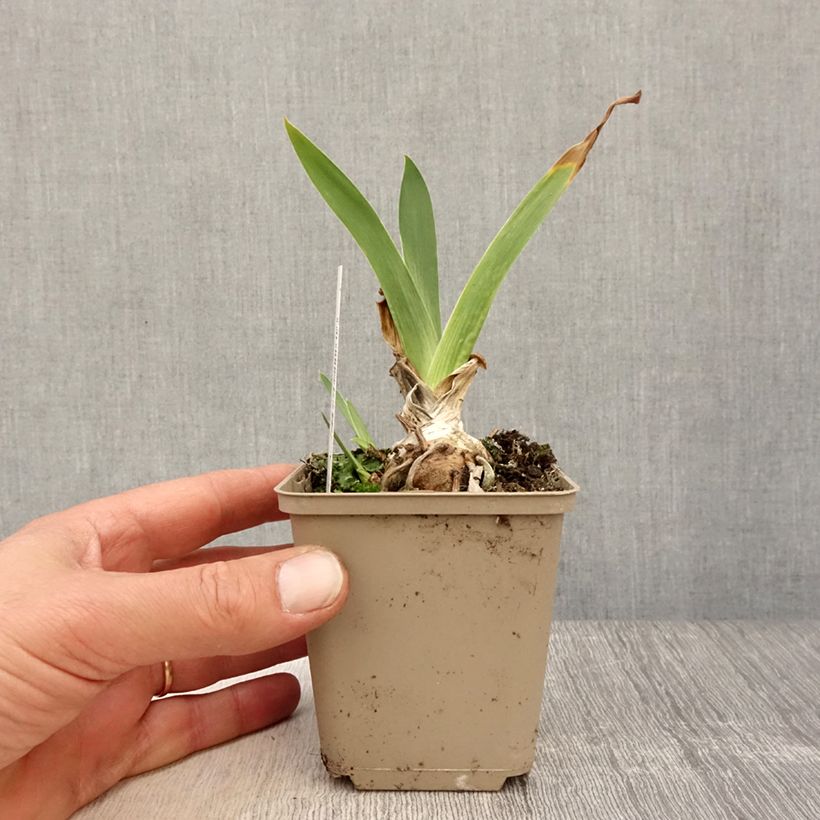 Iris germanica Siva Siva Maceta de 8/9 cm Ejemplar entregado en la primavera