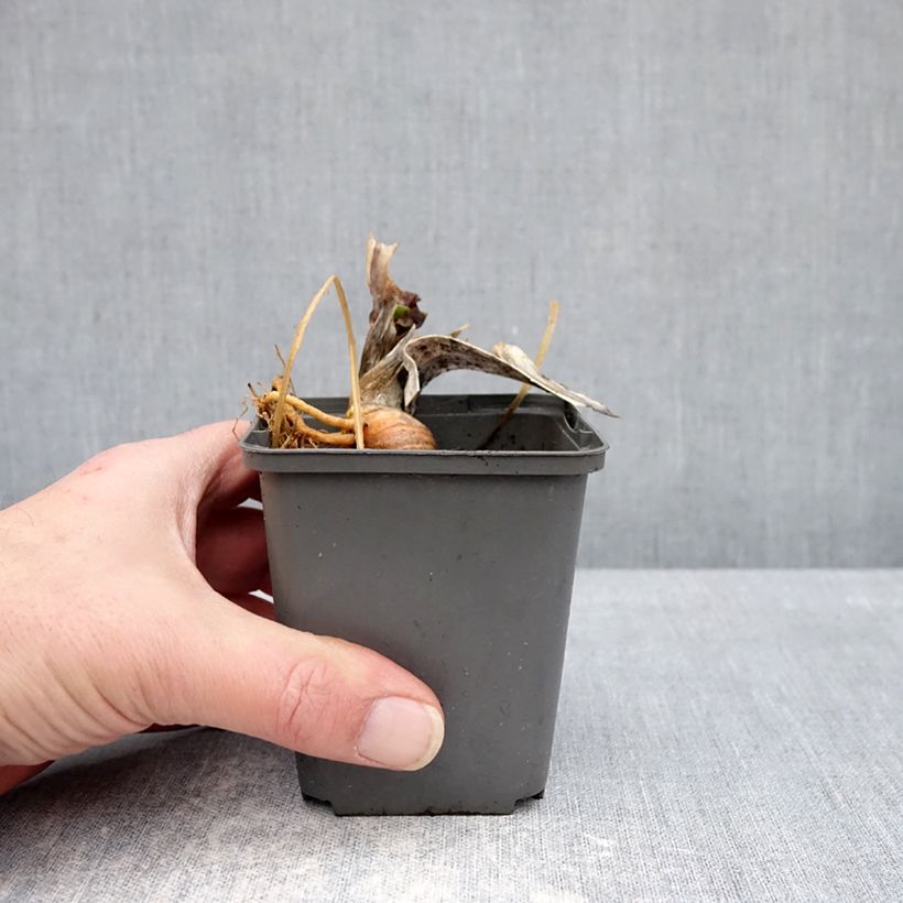 Iris germanica Skylark's Song - Lirio azul Maceta de 8/9 cm Ejemplar entregado en invierno