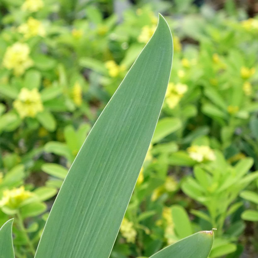 Iris germanica Souffle Chaud (Follaje)