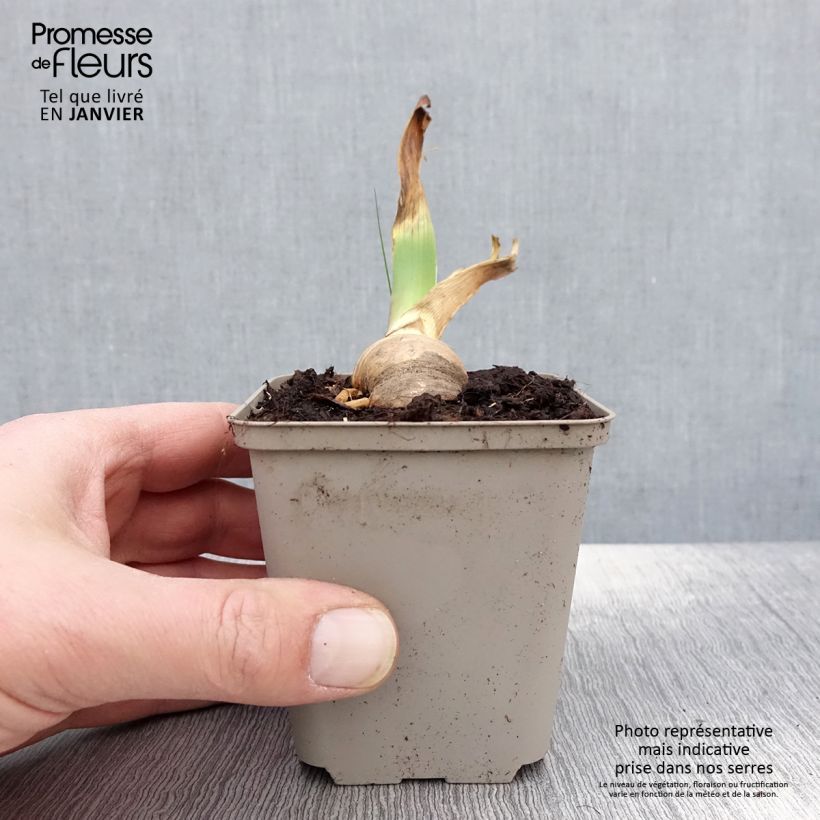 Iris germanica Sovereign Crown Maceta de 8/9 cm Ejemplar entregado en invierno