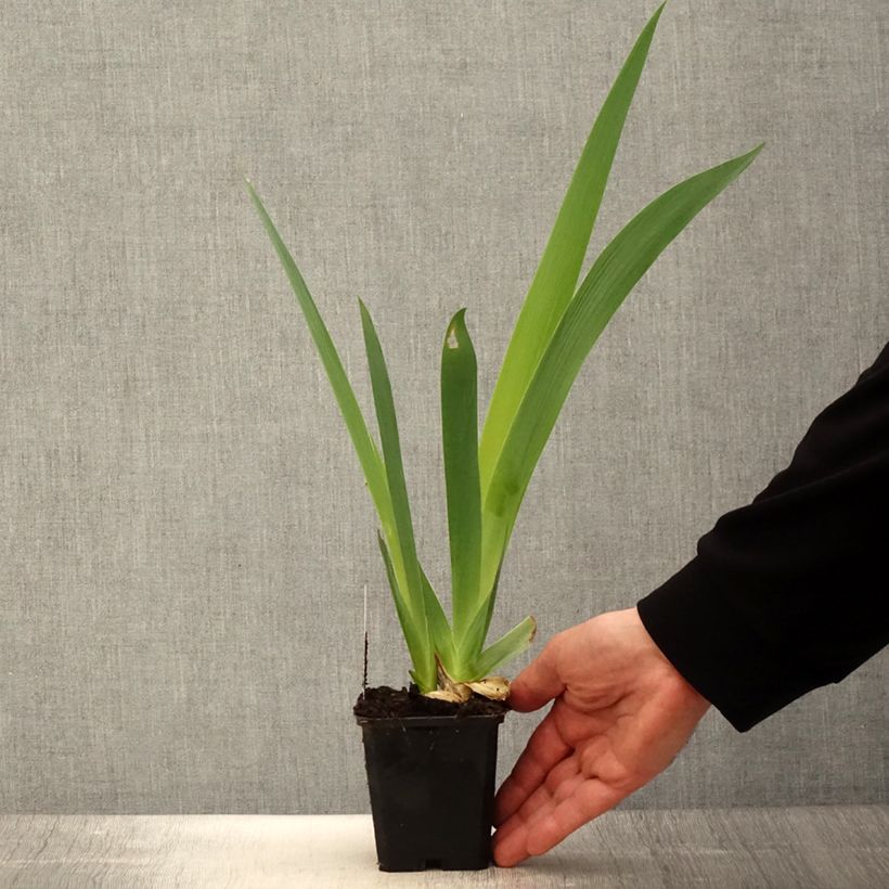 Iris germanica Sovereign Crown Maceta de 8/9 cm Ejemplar entregado en la primavera