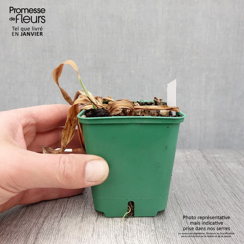 Iris germanica Stellata Maceta de 8/9 cm Ejemplar entregado en invierno