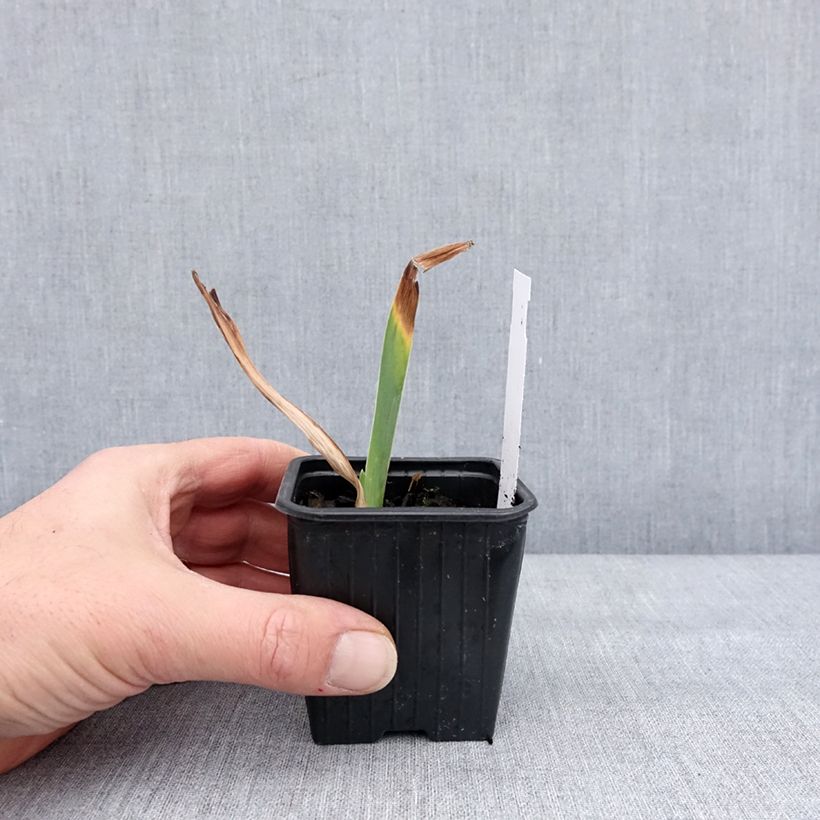 Iris germanica Stepping Out Maceta de 8/9 cm Ejemplar entregado en invierno