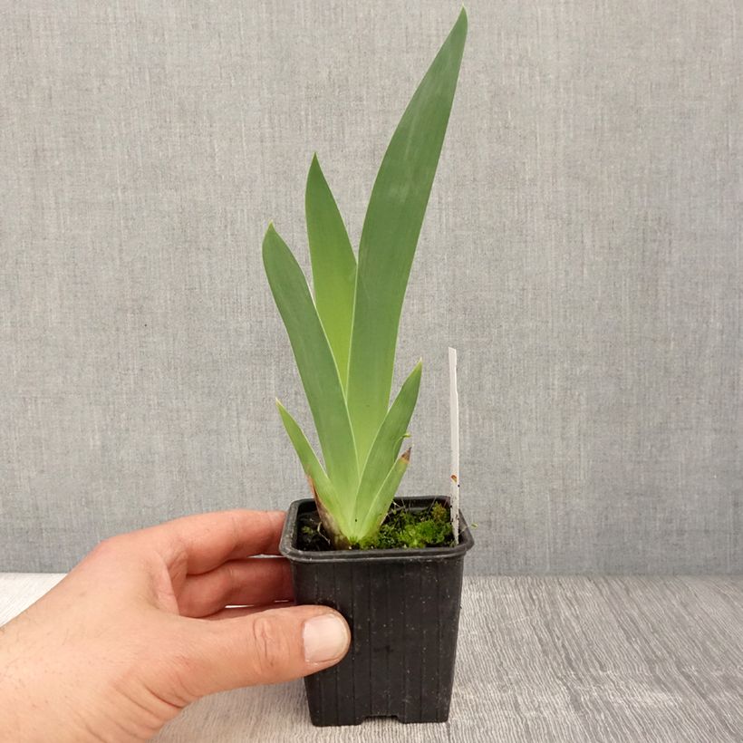 Iris germanica Stepping Out Maceta de 8/9 cm Ejemplar entregado en la primavera