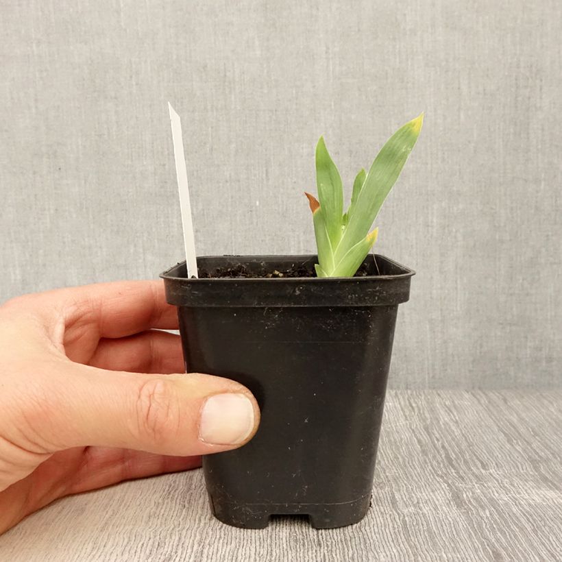 Iris germanica Storm Center Maceta de 8/9 cm Ejemplar entregado en la primavera