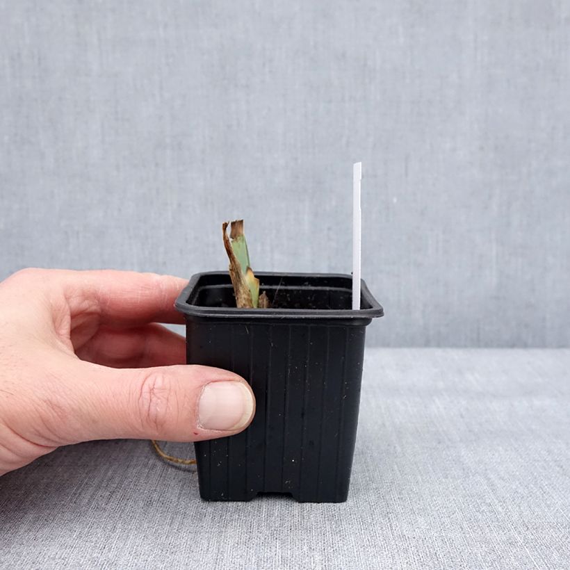 Iris germanica Sultan's Palace Maceta de 8/9 cm Ejemplar entregado en invierno