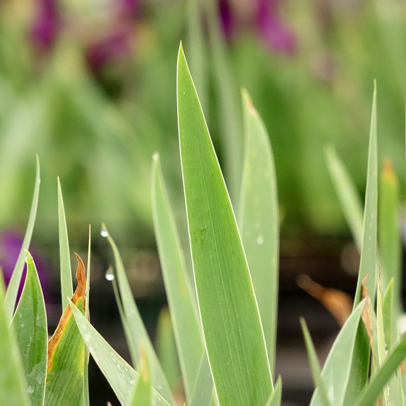 Iris germanica Sultan's Palace (Follaje)