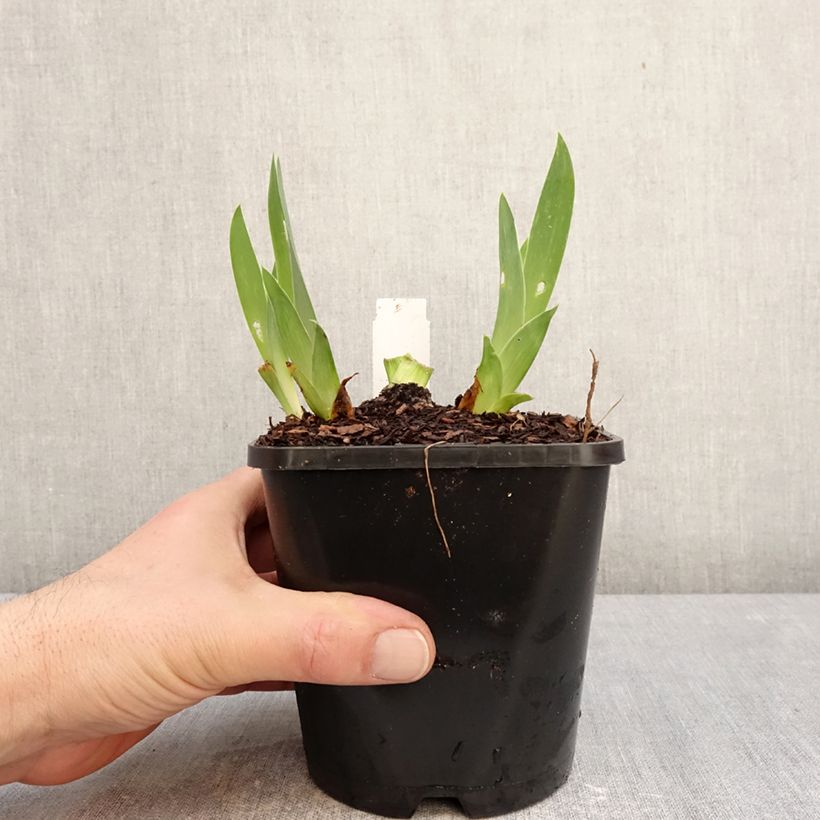 Iris germanica Sunset Sky Maceta 1,5L/2L Ejemplar entregado en invierno