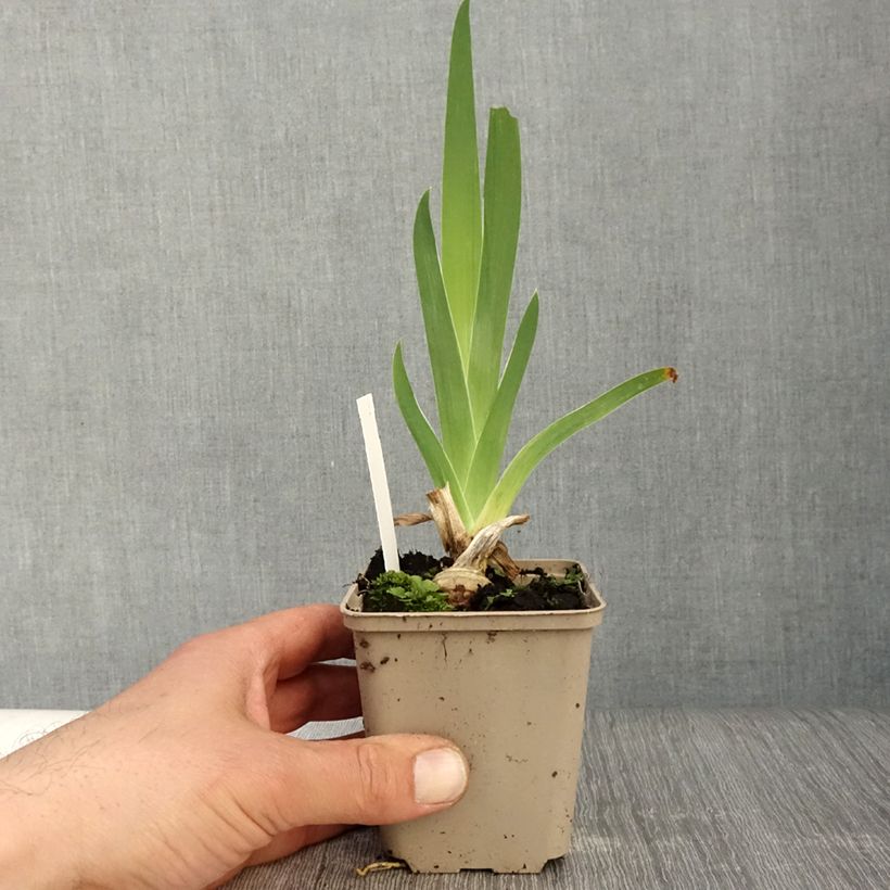 Iris germanica Sunset Sky Maceta de 8/9 cm Ejemplar entregado en la primavera