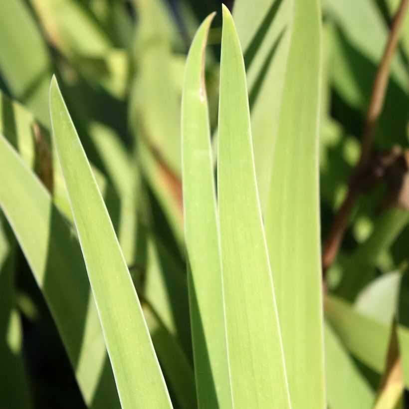 Iris germanica Sur la plage (Follaje)