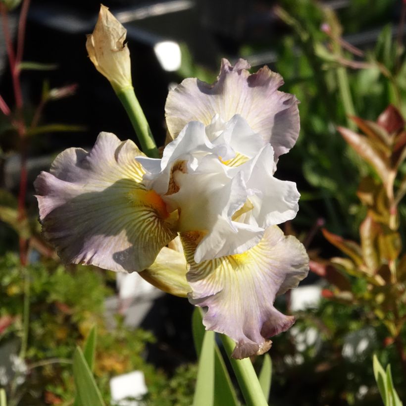 Iris germanica Sur la plage (Floración)