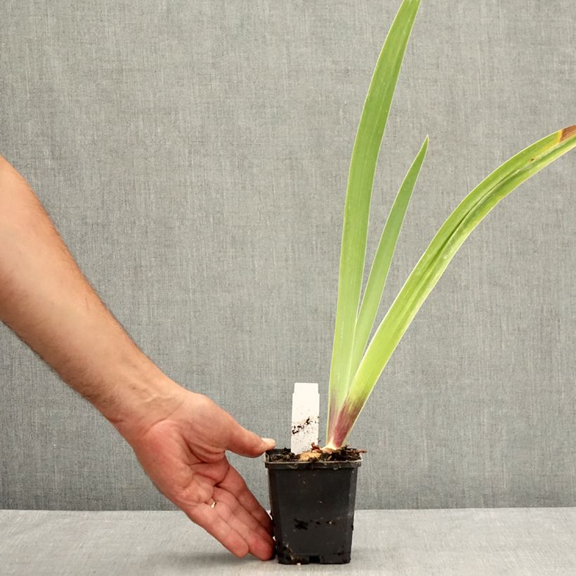 Ejemplar de Iris germanica Surface Irisée Maceta de 8/9 cm entregado en verano