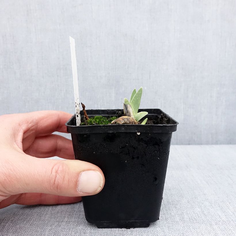 Iris germanica Surface Irisée Maceta de 8/9 cm Ejemplar entregado en invierno