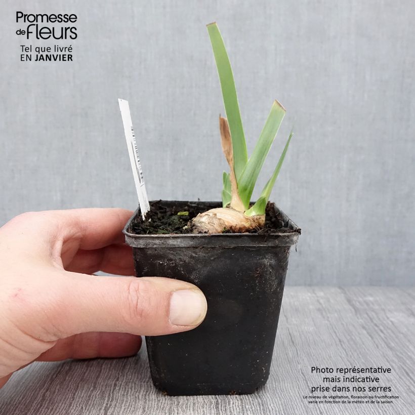 Iris germanica Tel Arlequin Maceta de 8/9 cm Ejemplar entregado en invierno